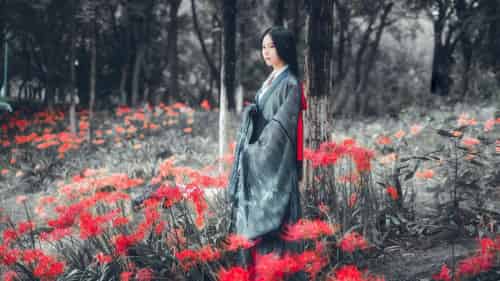 古典美女野外彼岸花丛中身着汉服 让人沉醉其中