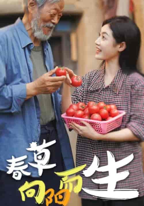 春草向阳而生（53集全）-初遇资源网