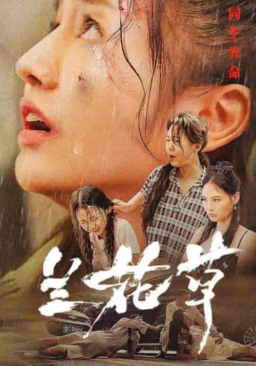 兰花草（45集全）卓远＆黎兰兰-初遇资源网