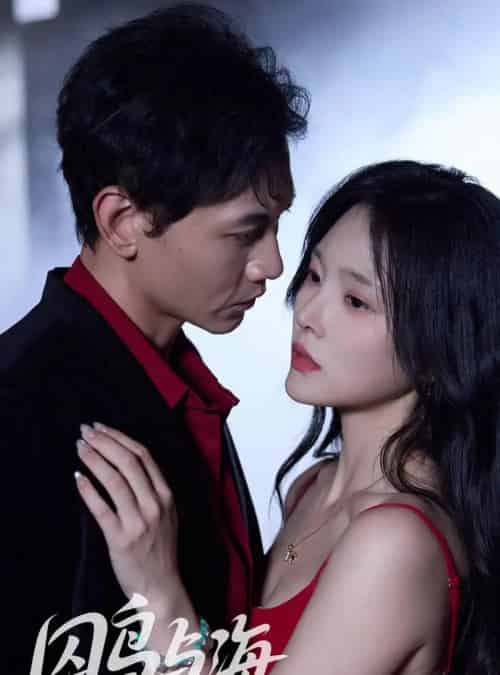 囚鸟与海（51集全）苗雨峤＆徐菡琳-初遇资源网