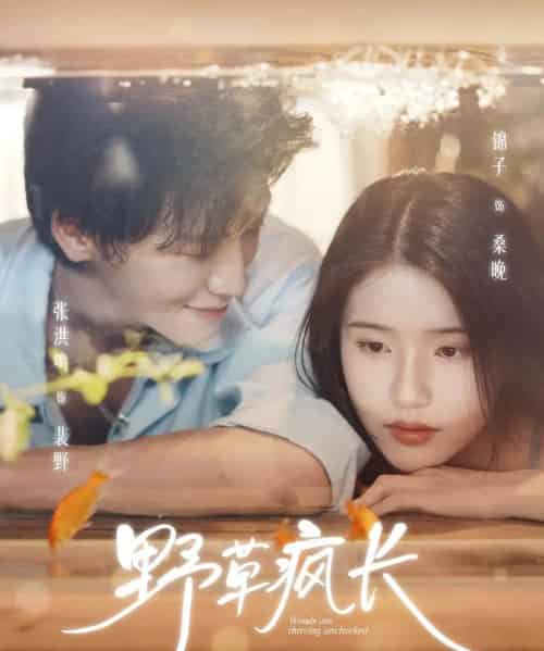 野草疯长(71集全)张洪鸣&锦子-初遇资源网