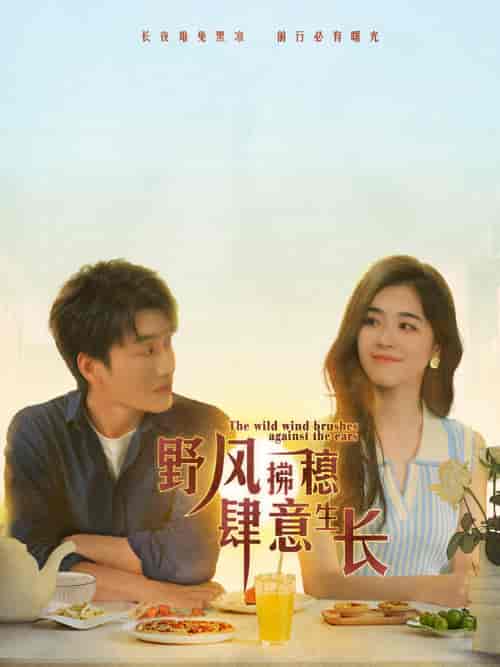 野风拂穗肆意生长（48集）-初遇资源网