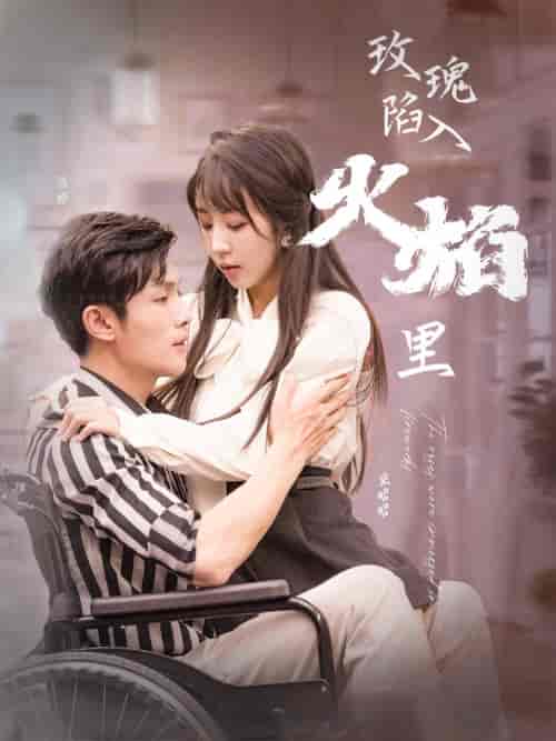 玫瑰陷入火焰里（100集）彭丹丹-初遇资源网