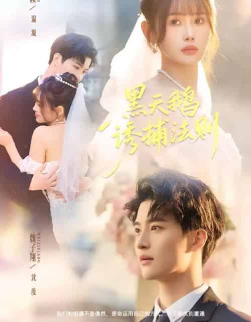 黑天鹅诱捕法则（80集全）魏子翔＆王新颖 - 夸克短剧