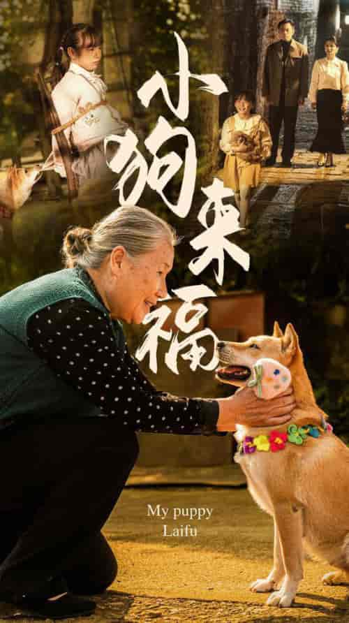 小狗来福（30集全）-初遇资源网