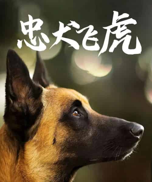 忠犬飞虎(33集全)吴桂洲&谭镁纶-初遇资源网