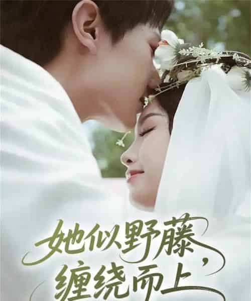 她似野藤，缠绕而上（51集全）万烽＆李文茹-初遇资源网