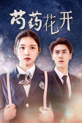 芍药花开（77集全）-初遇资源网